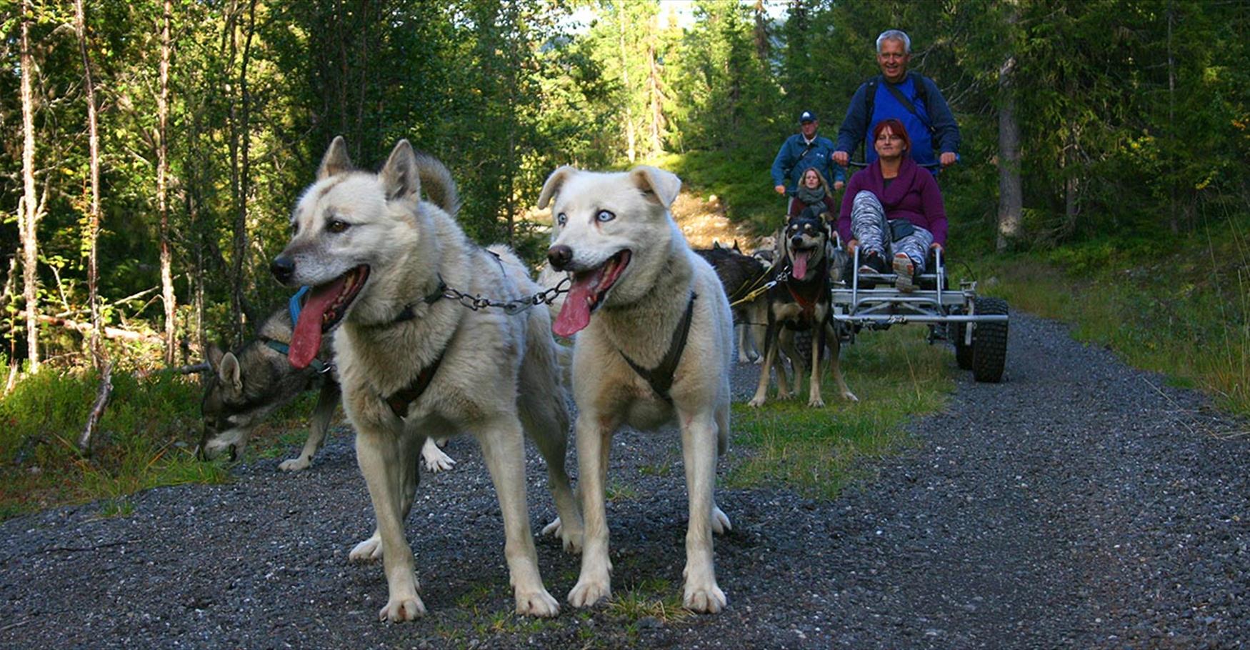 dog sledding (winter and summer)