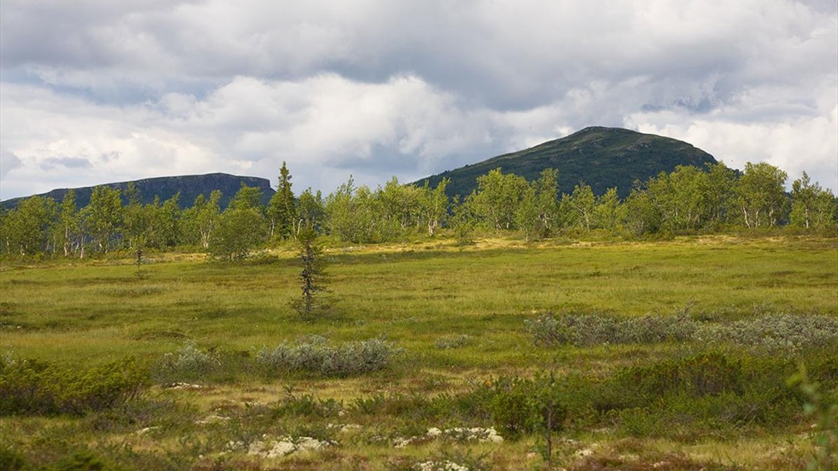 Langsua National Park - Valdres